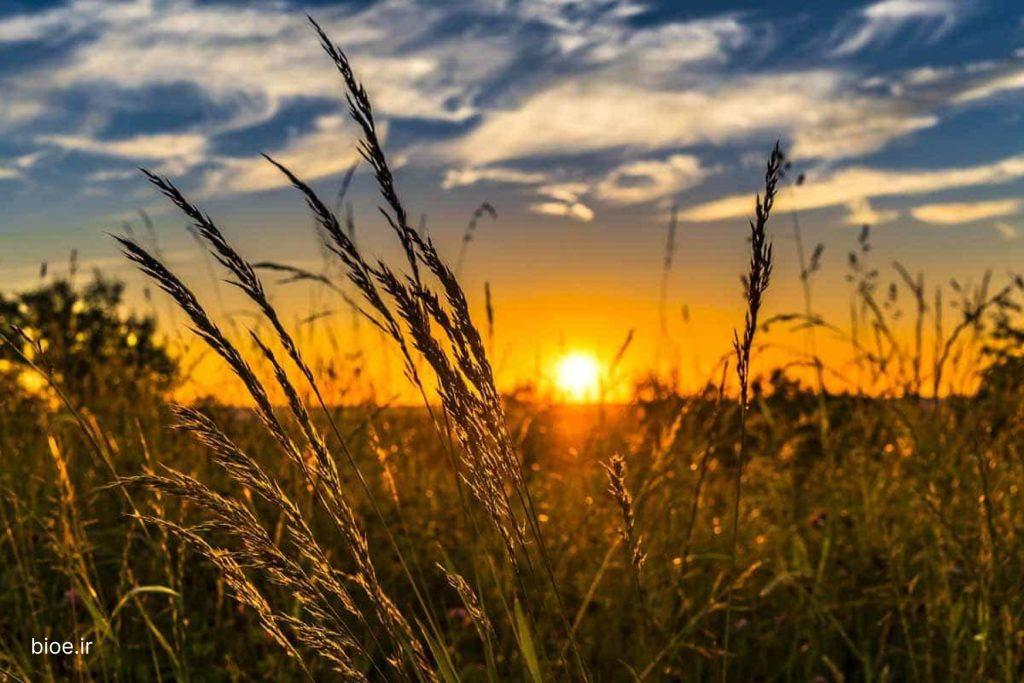 طلوع خورشید کسب‌وکار شما؛ مراحل طبیعی رشد
